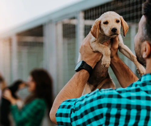 hero image of a man holding a cute puppy